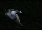 Grey Buzzard Eagle.jpg